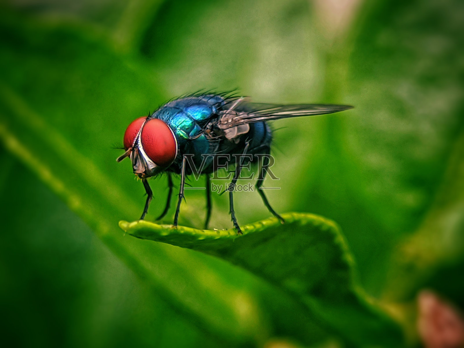 红眼落在树叶上照片摄影图片