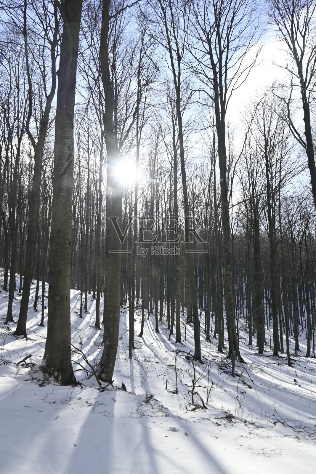 雪idila照片摄影图片