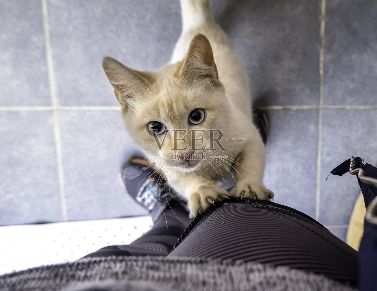 被遗弃的小猫照片摄影图片