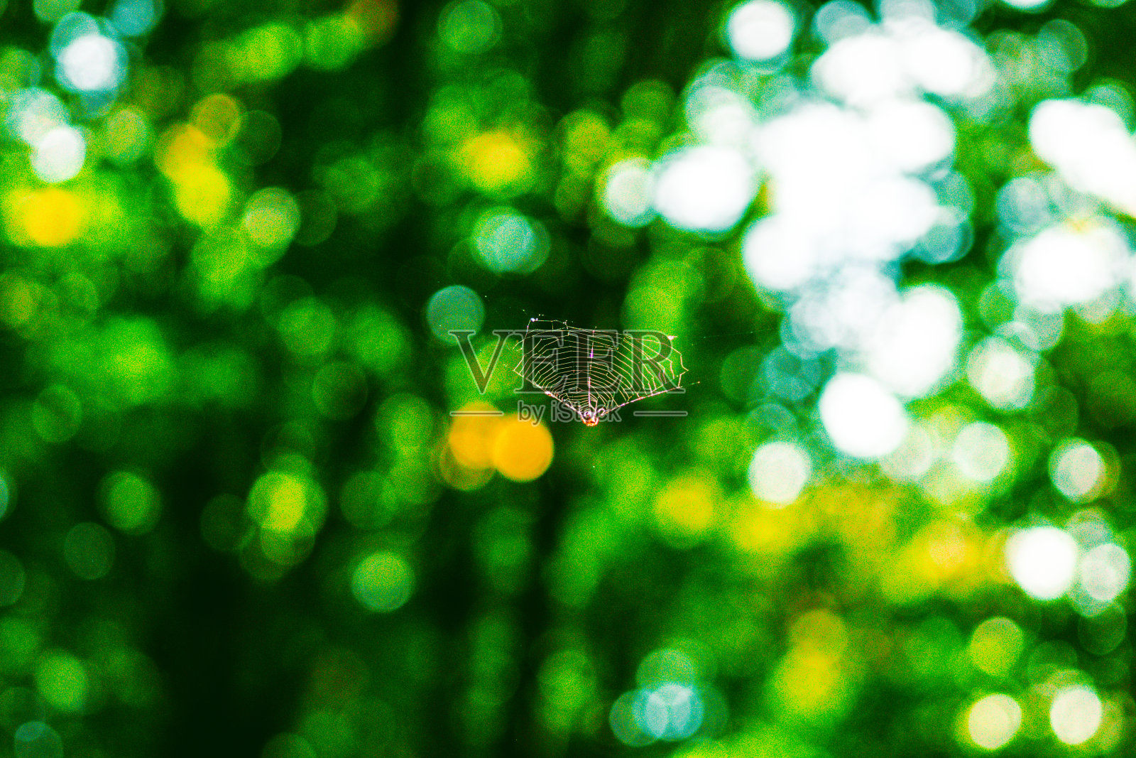 美丽的蜘蛛在彩色的背景和光线下,织网就像画布上的一幅画照片摄影图片