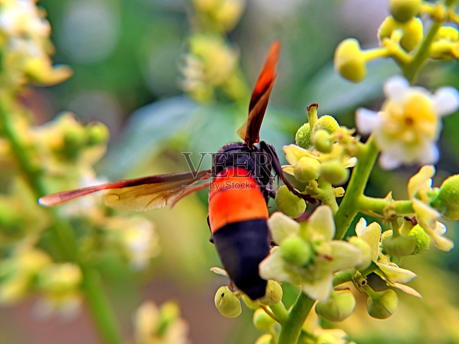 容易找到的纸黄蜂微距摄影在植物叶子表面筑巢照片摄影图片