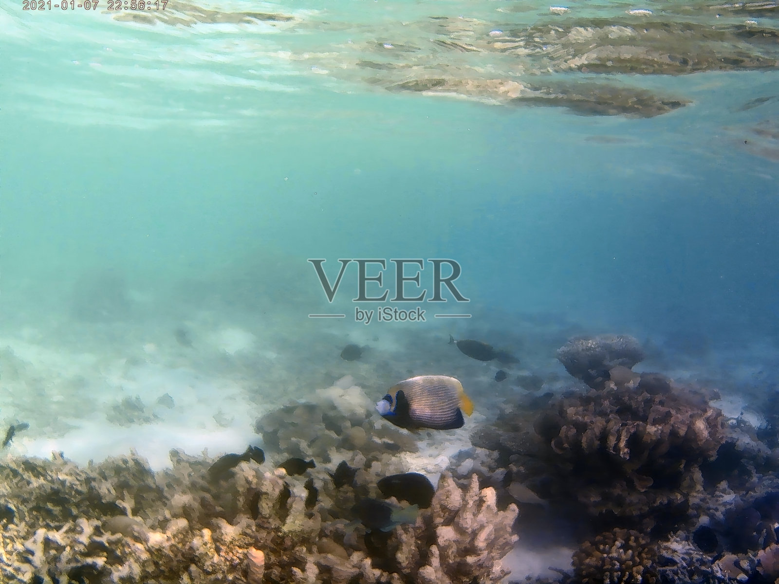 浅色珊瑚和鱼在马尔代夫的水下照片。照片摄影图片