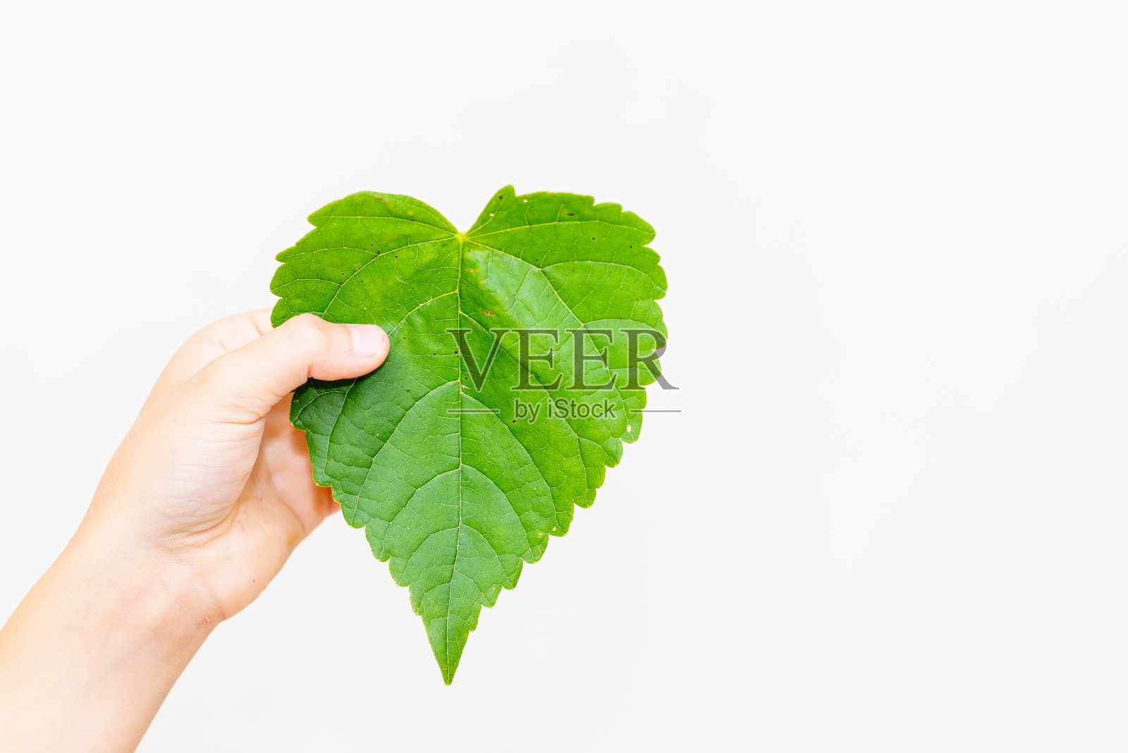 孩子手里拿着绿色的心形叶子。生态、环境的概念。白色背景。副本的空间。照片摄影图片
