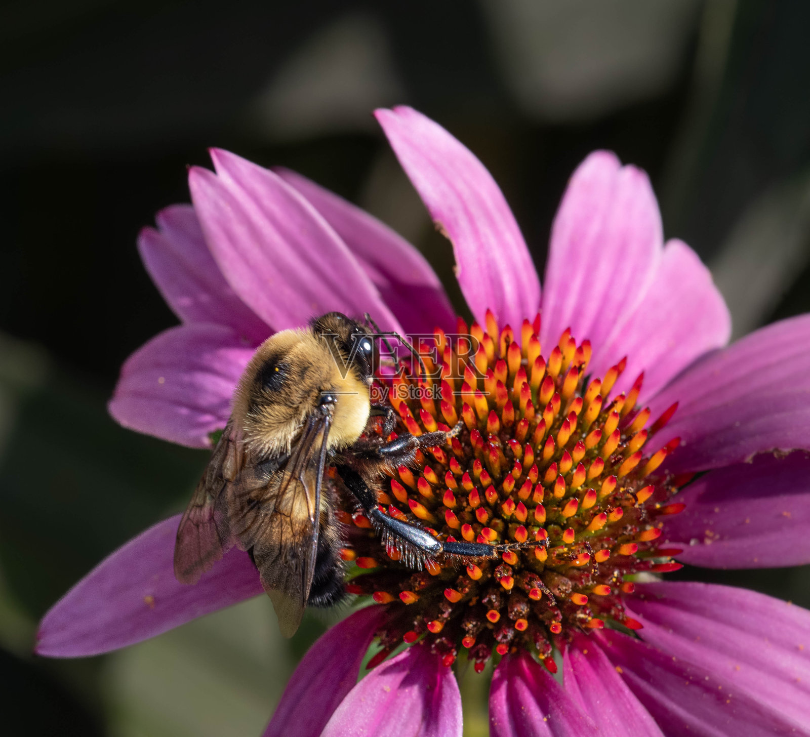 蜜蜂在花上,旁边是紫色的大花和绿色的叶子照片摄影图片