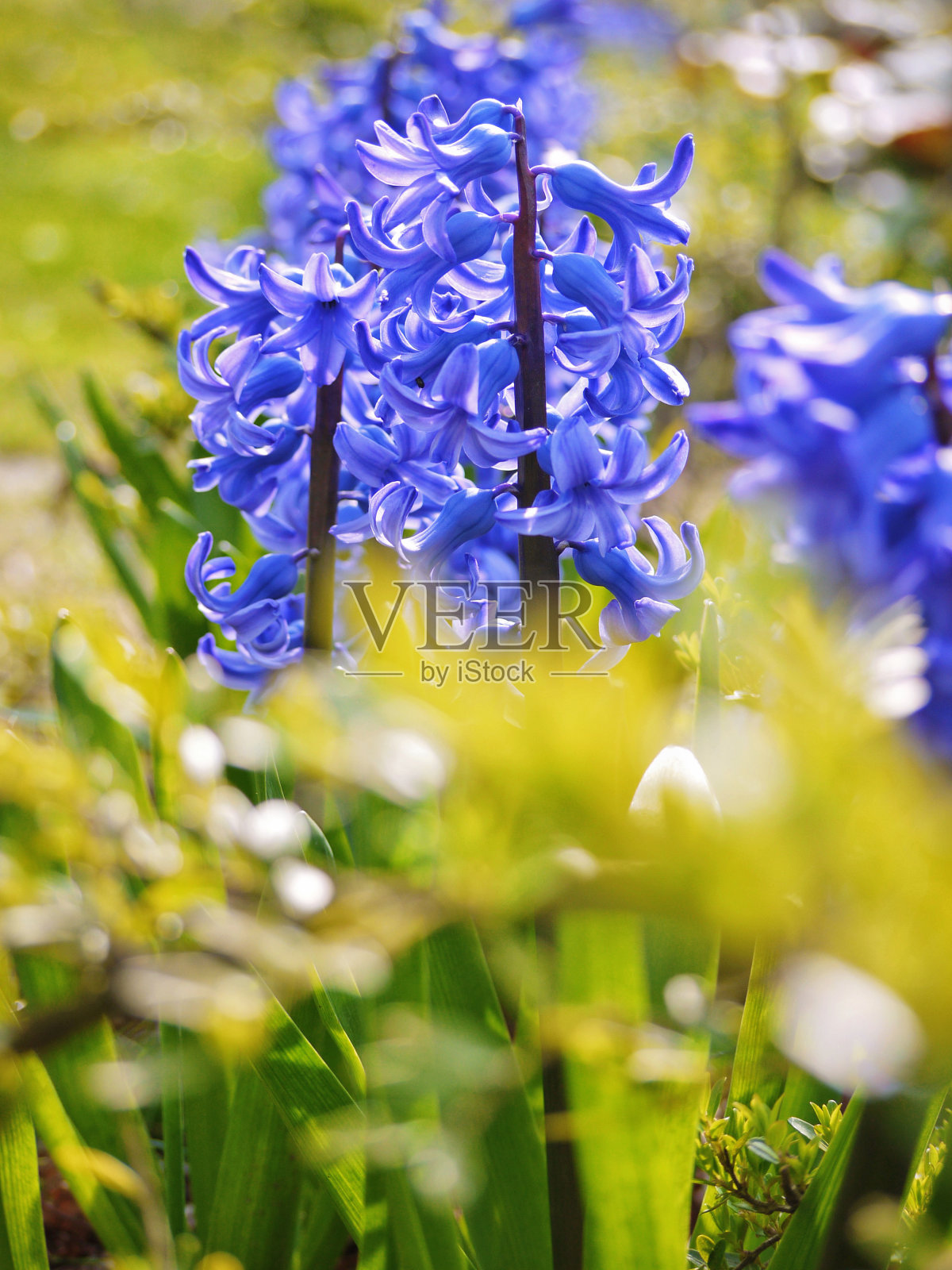 蓝风信子在一个阳光明媚的春日盛开照片摄影图片
