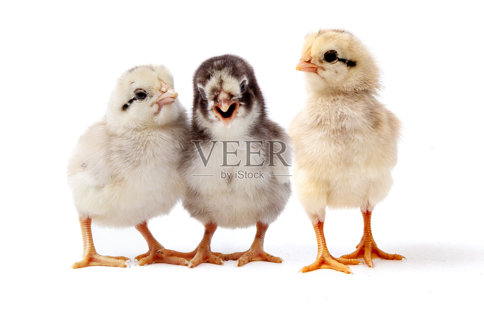 可爱的小鸡孤立在白色的背景,复活节的概念。照片摄影图片