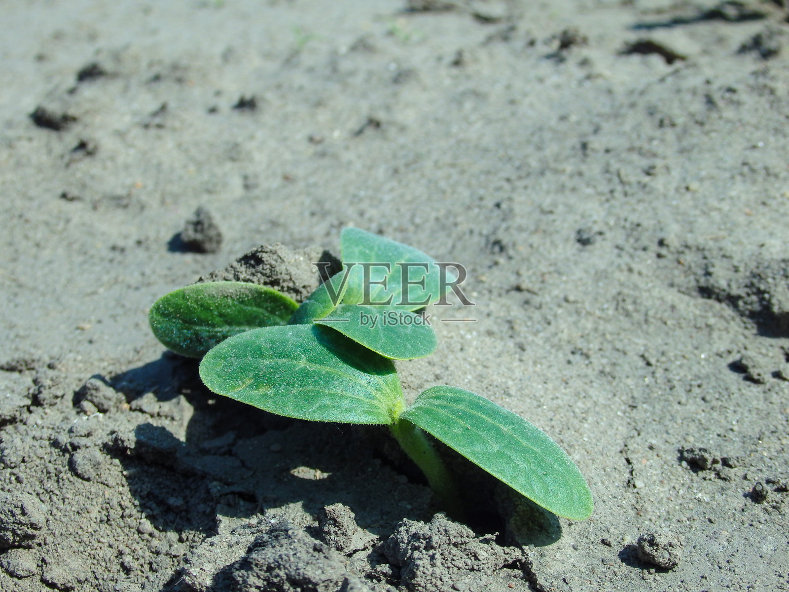 年轻的西葫芦、小西葫芦和黄瓜幼苗在干燥的土地上发芽。温室苗。照片摄影图片