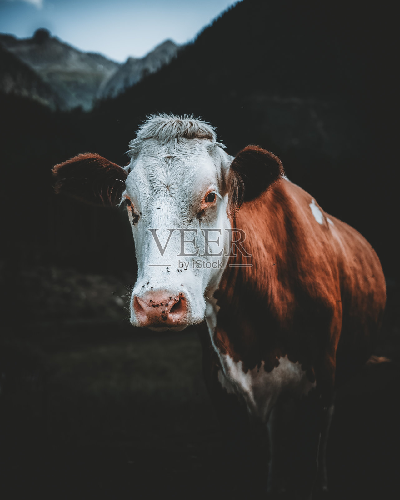 冷静沉着照片摄影图片