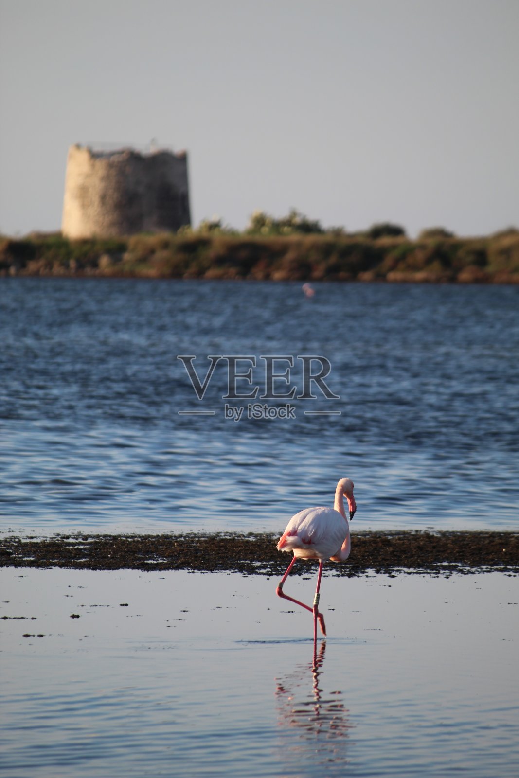 粉红色的火烈鸟照片摄影图片