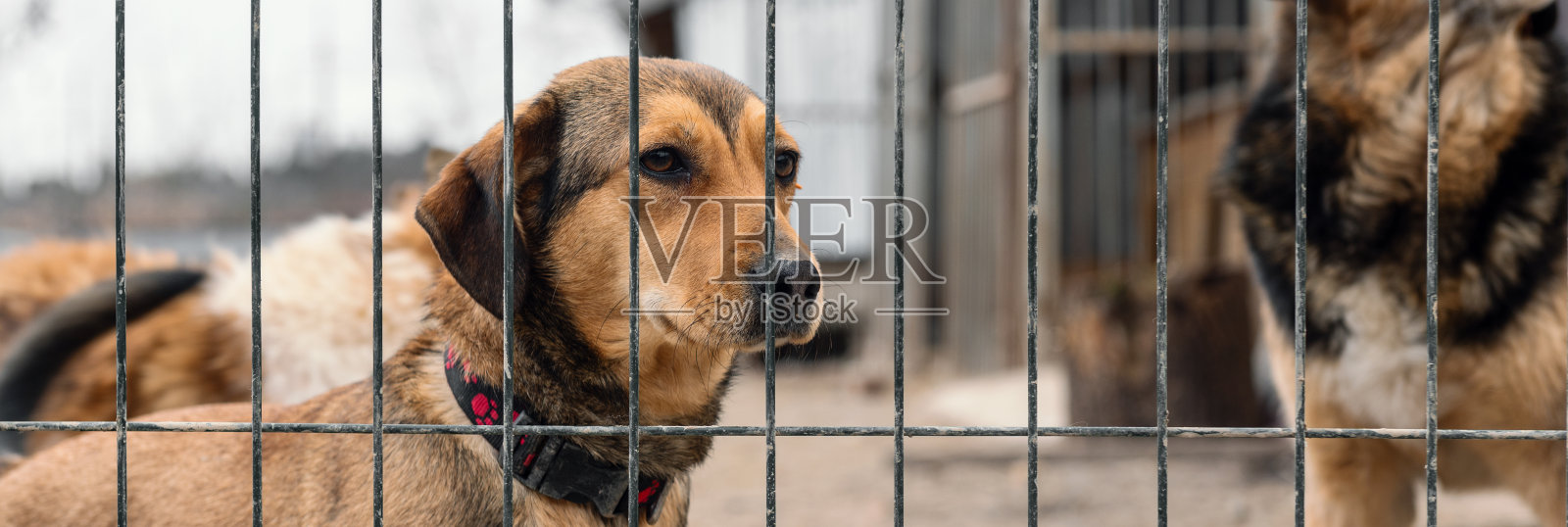 在动物收容所等待领养的狗狗。栅栏后的狗狗。铁栏后的犬类。照片摄影图片