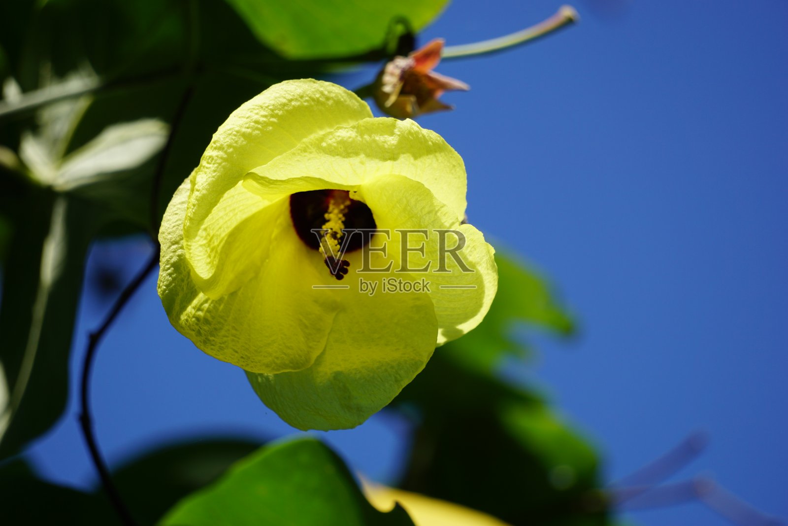 木槿与自然背景。也被称为棉木,绿棉木,本地木槿,本地玫瑰,棉木木槿,kurrajong和海迷迭花照片摄影图片