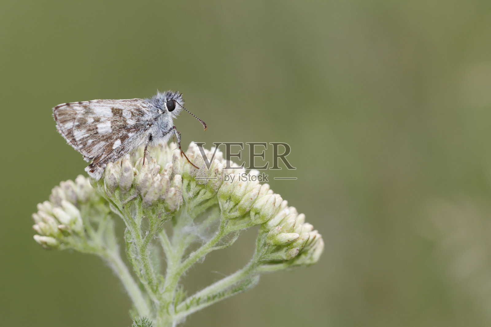 栒灰蝶照片摄影图片