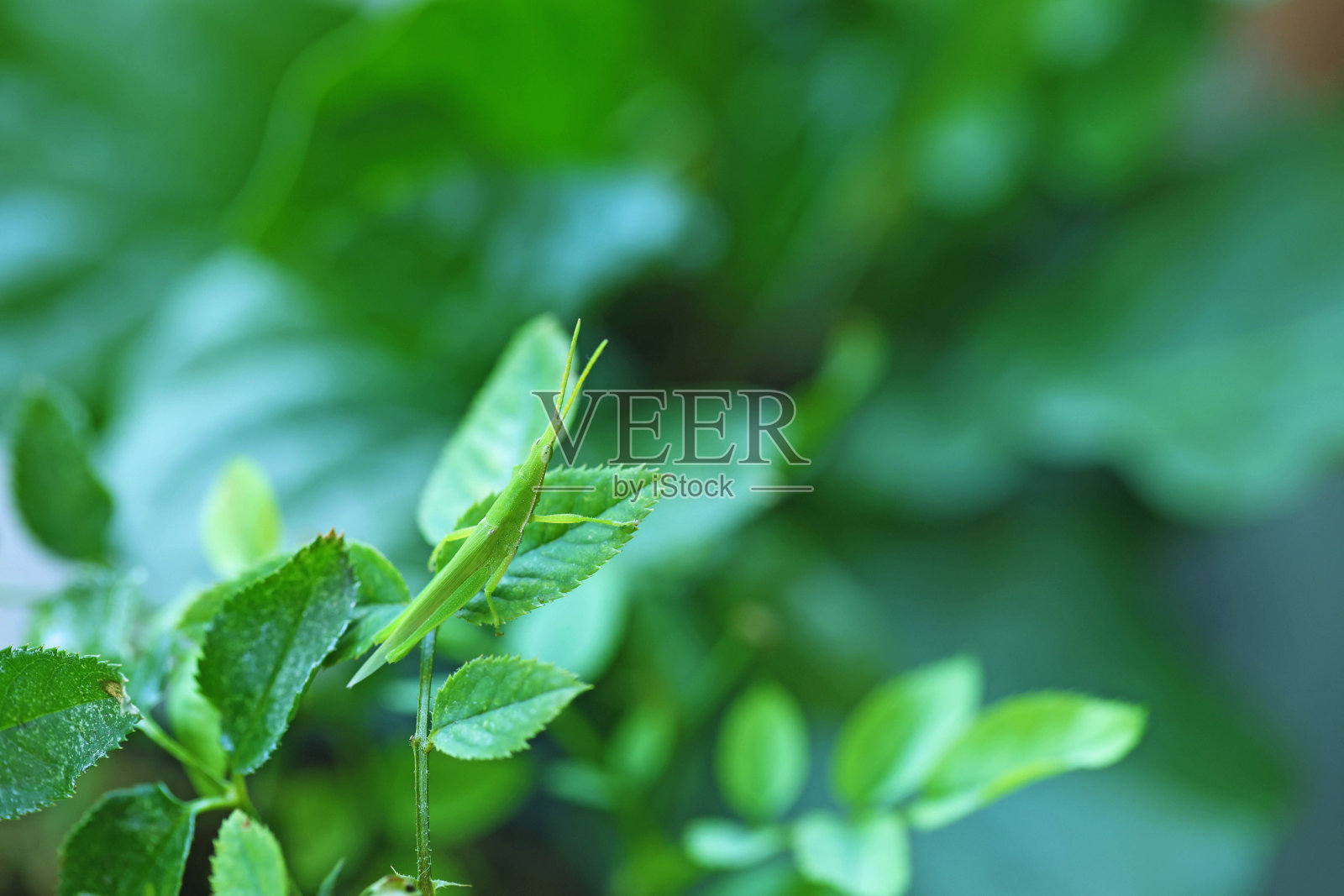 一只绿色的蚱蜢栖息在玫瑰叶子上照片摄影图片