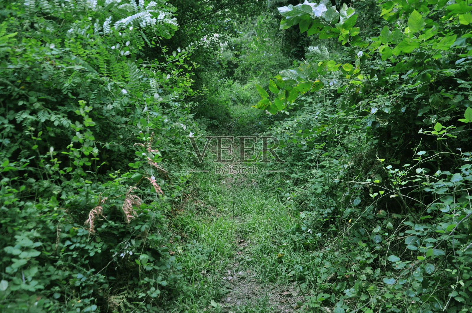林中灌木丛间的小路照片摄影图片
