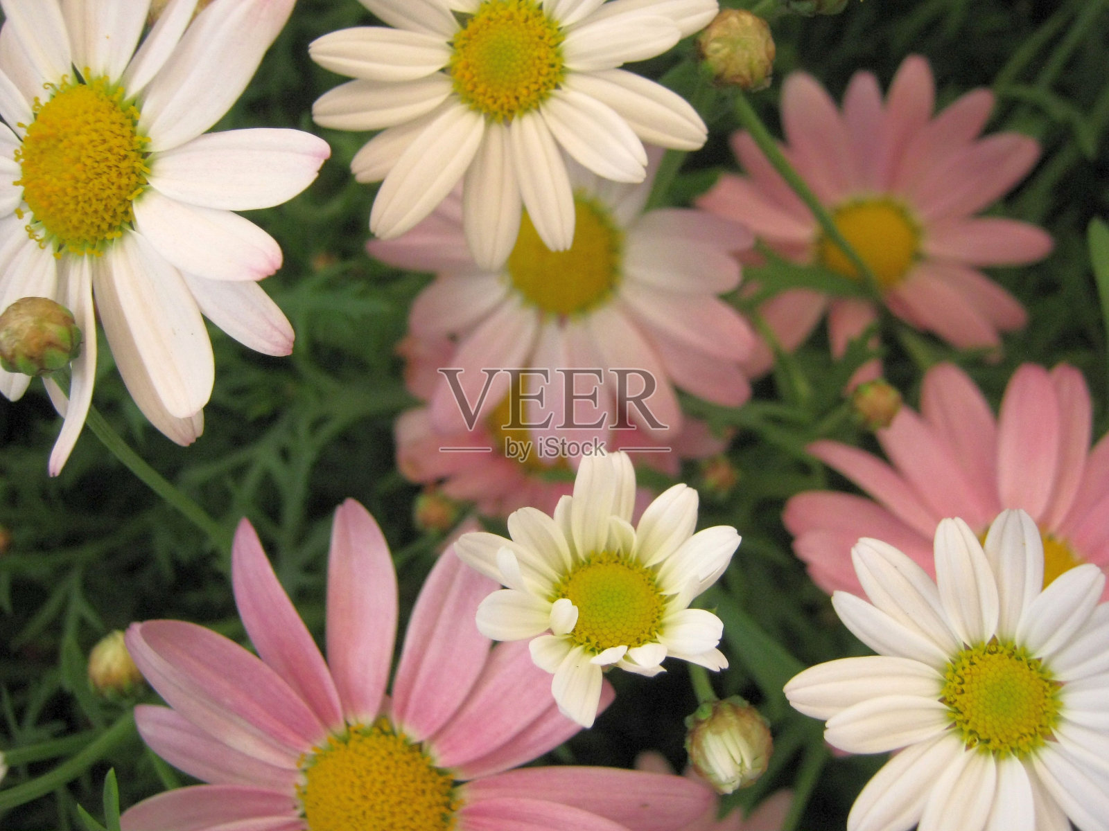 白色和粉红色的玛格丽特花照片摄影图片