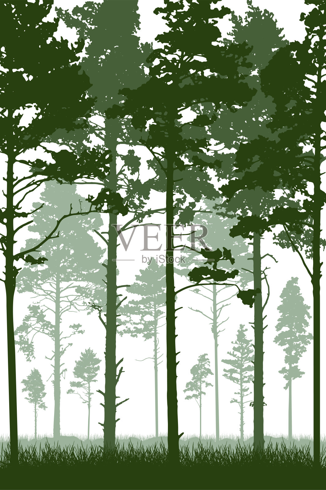 有高大的松树树干和草的针叶林。垂直剪影美丽的风景。矢量图插画图片素材