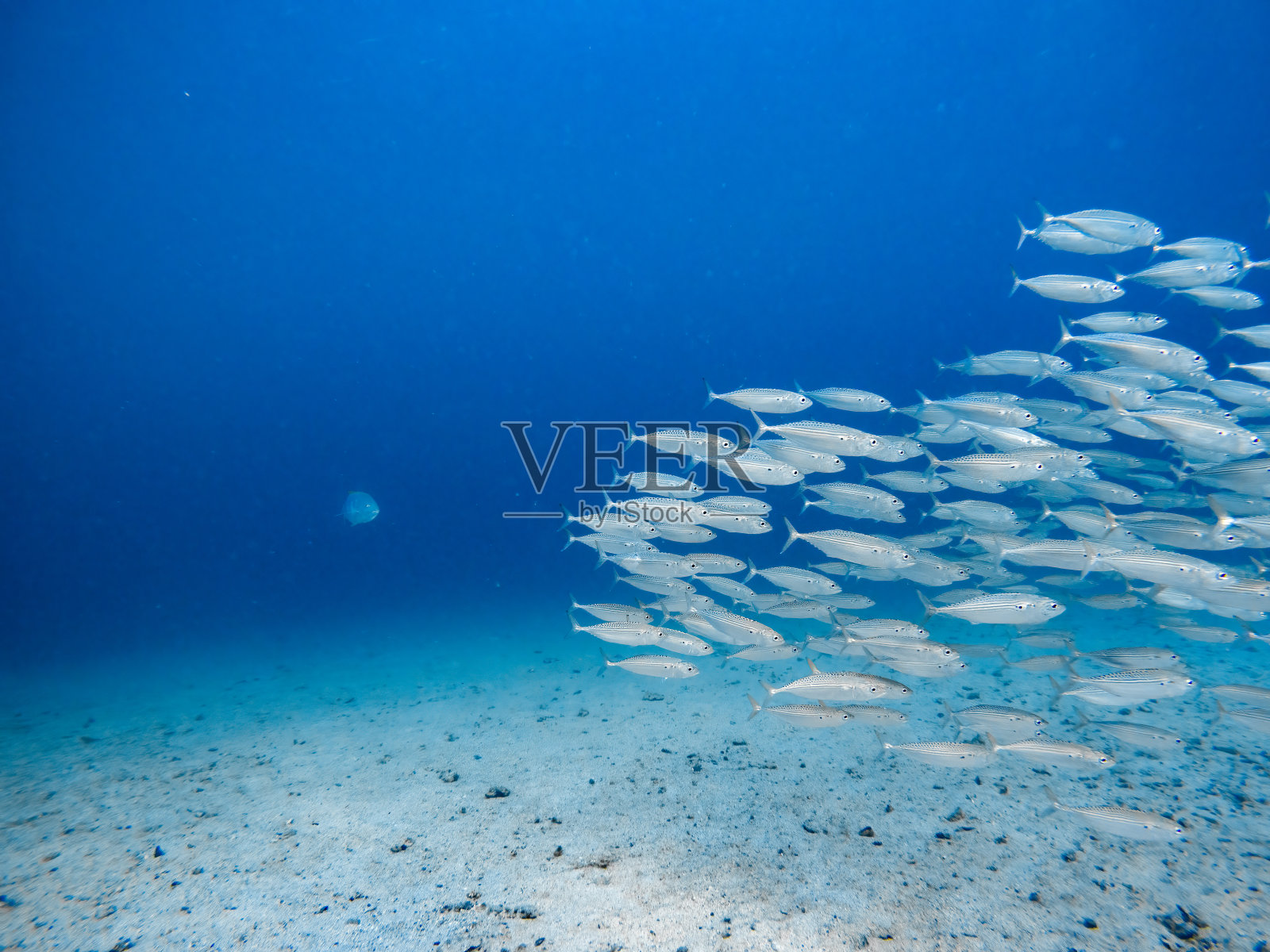 Blue Trevally正在捕猎一群印度鲭鱼照片摄影图片