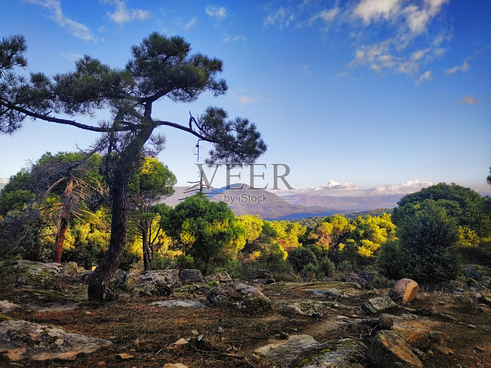 Sierra de Gredos desde los pinares de Cadalso de los Vidrios照片摄影图片
