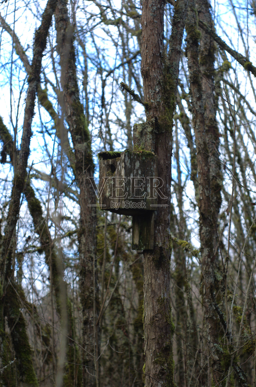 林地中的鸟舍照片摄影图片
