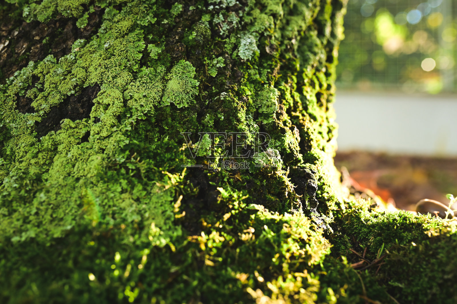 林地中一棵长满苔藓的树的低角度照片。照片摄影图片