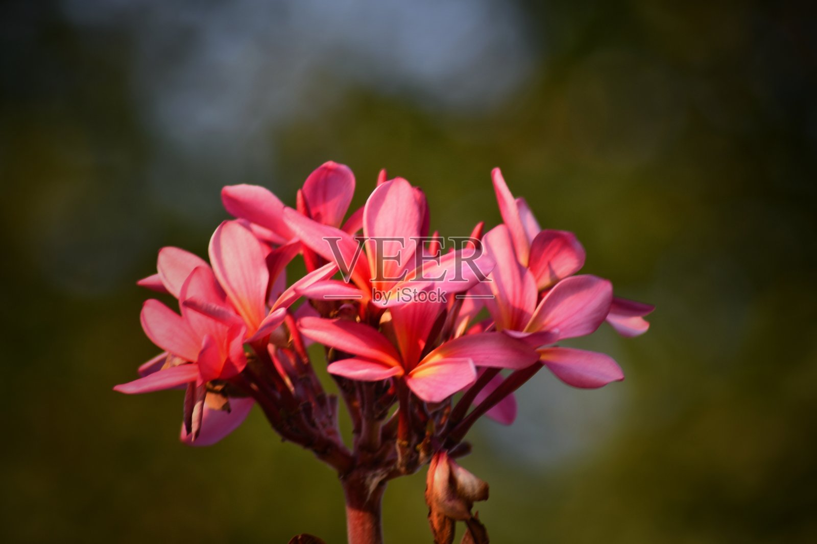 美丽的花照片摄影图片