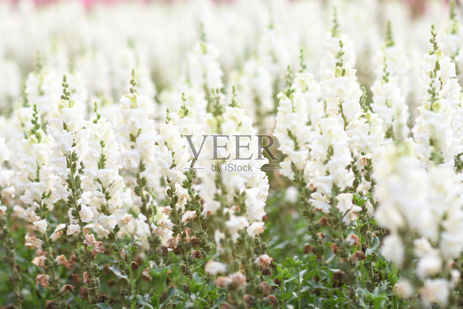 一个充满活力的春天的场景与盛开的树和花在花园里,展示大自然的美丽的花朵照片摄影图片