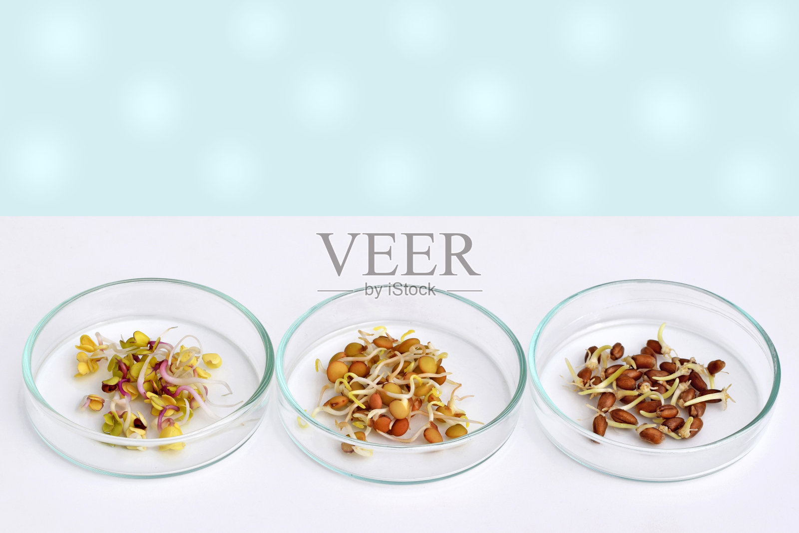 培养皿中有发芽的萝卜、扁豆和红小麦粒照片摄影图片