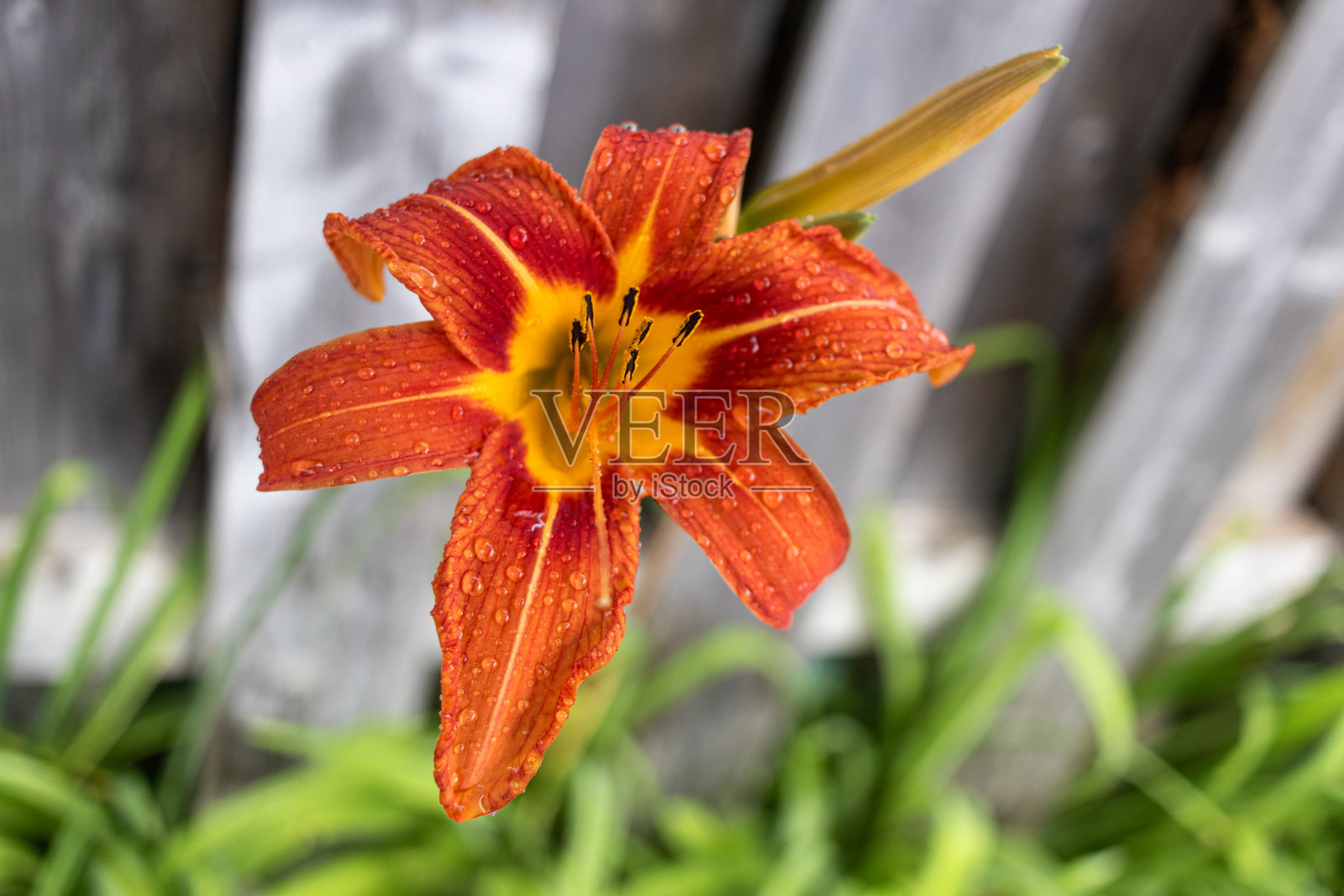 充满活力的橙色百合——点缀着露珠——与质朴的木制背景形成鲜明对比——绿色的树叶环绕着照片摄影图片