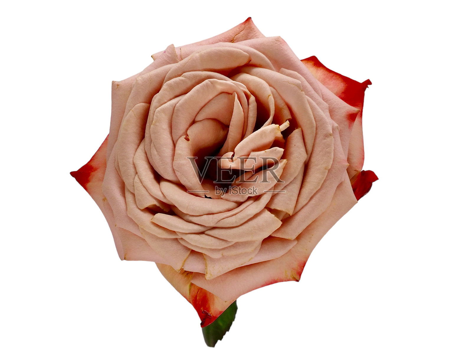 粉红色玫瑰配白色背景照片摄影图片