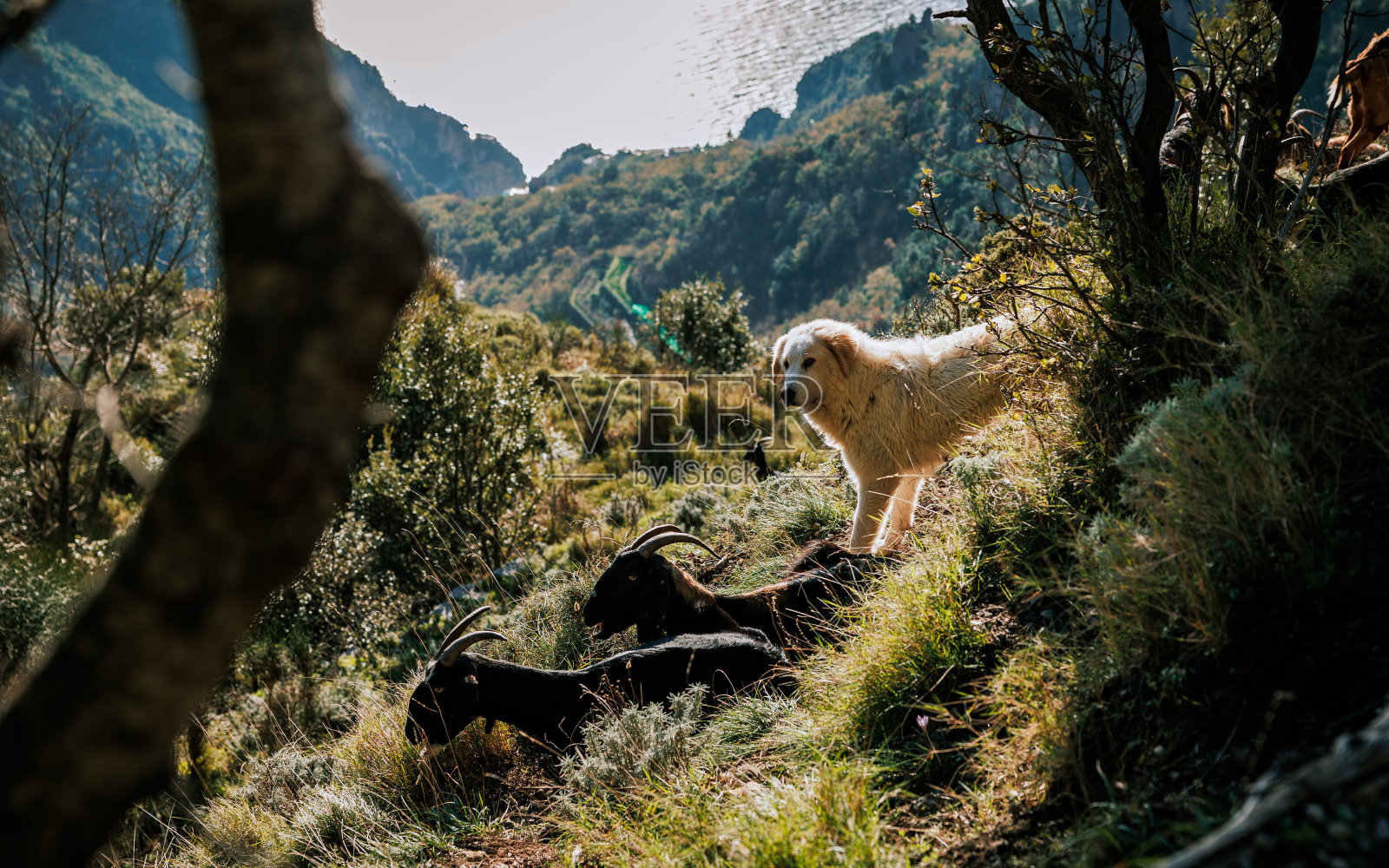 阿马尔菲海岸,在意大利旅行,风景和自然。照片摄影图片