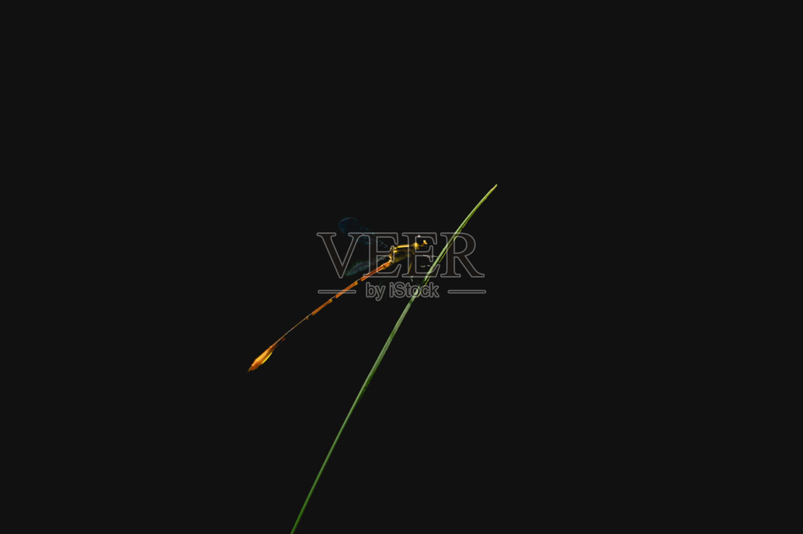 黄蜻蜓照片摄影图片