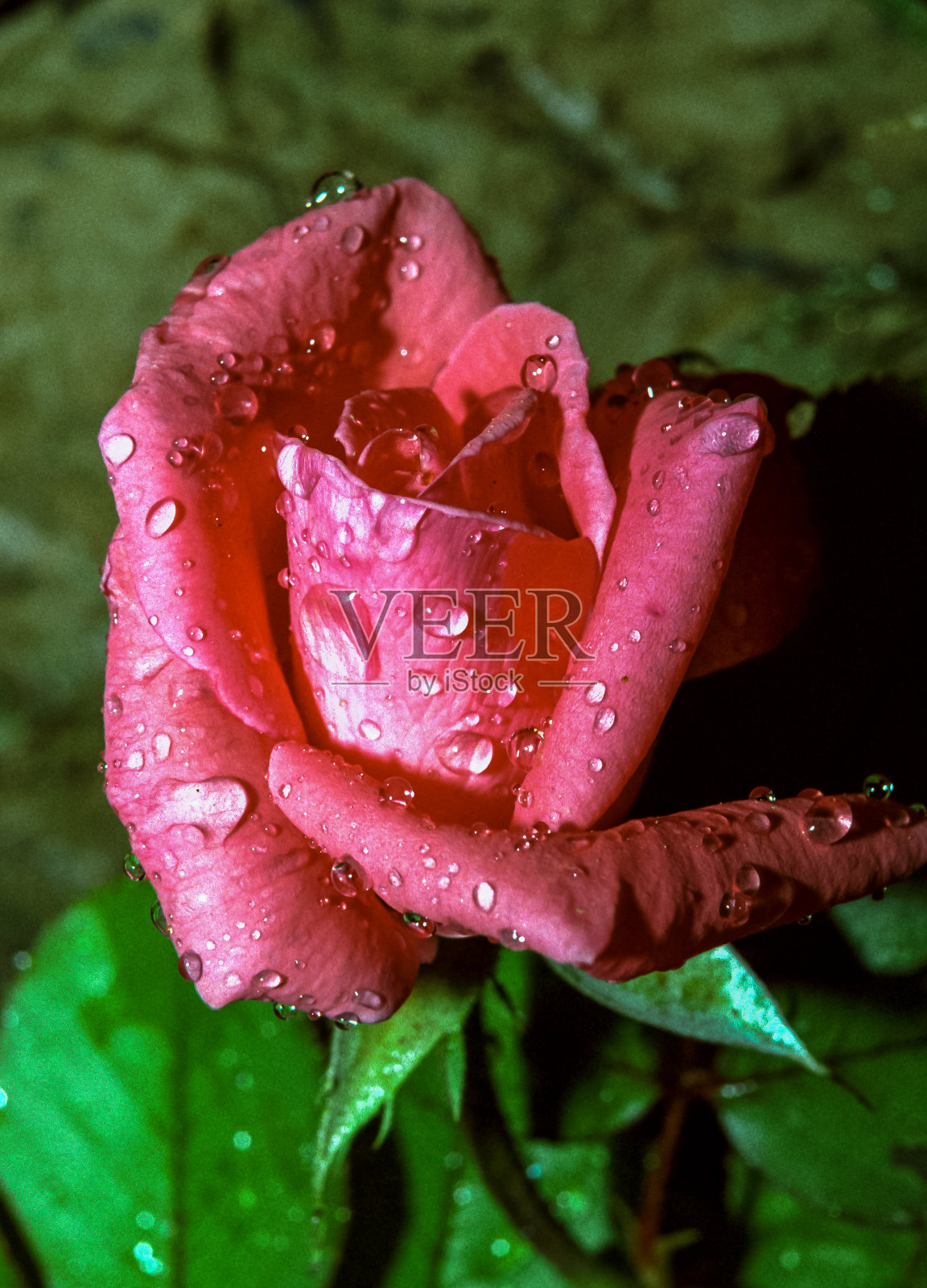 乌克兰南部花园雨后的红玫瑰照片摄影图片