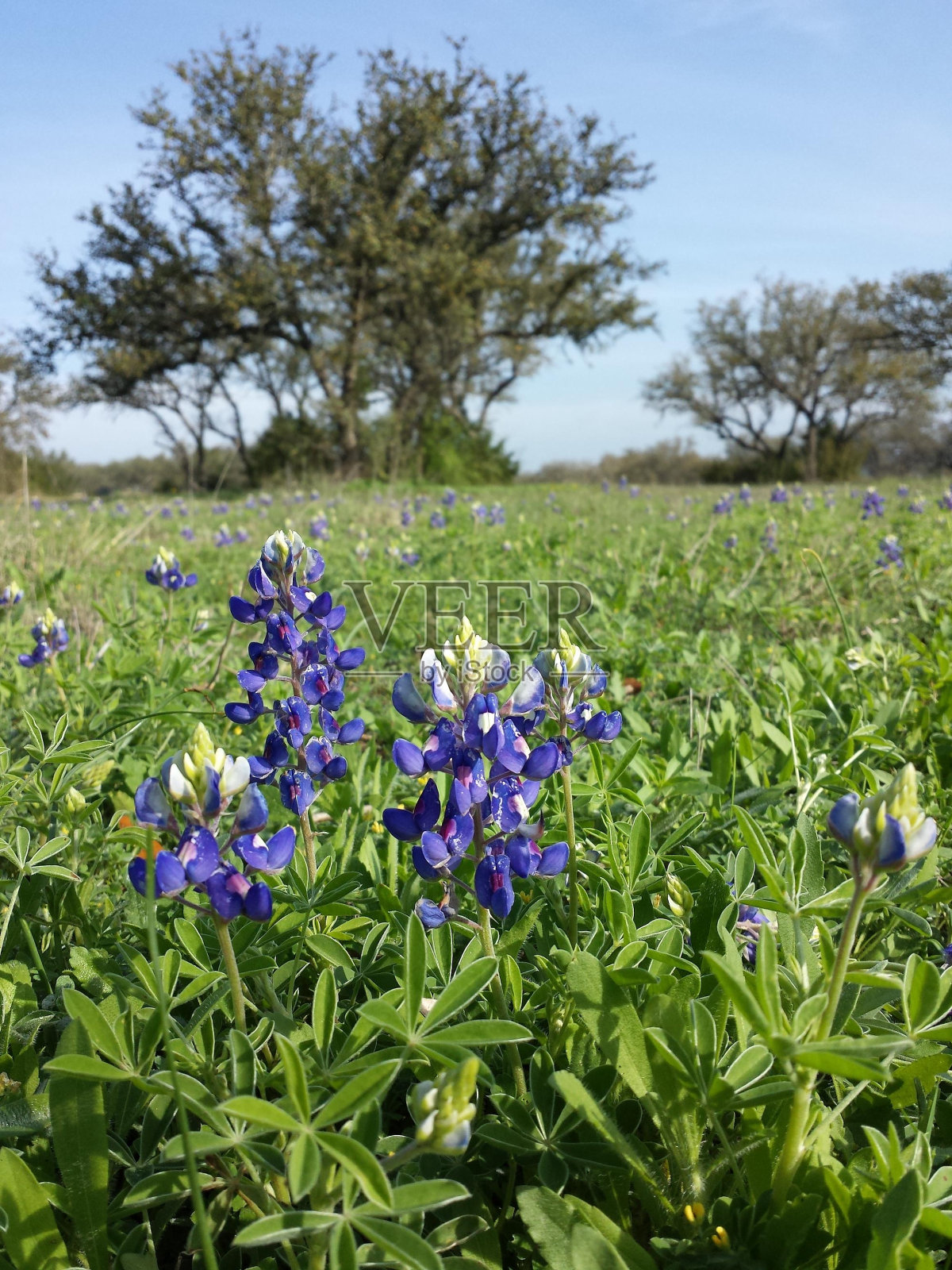 花植物天空树草草本植物照片摄影图片