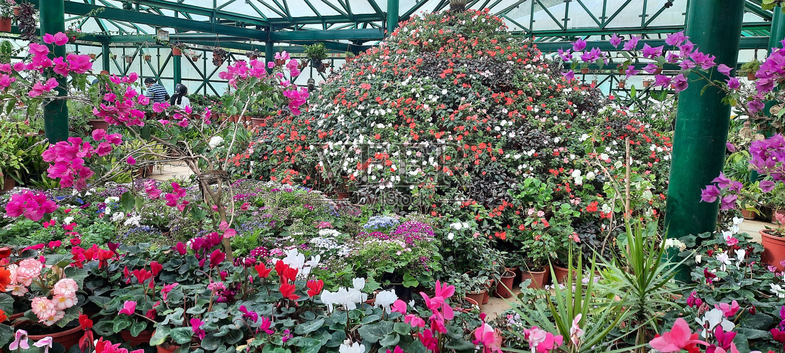 第124届植物园花卉展照片摄影图片