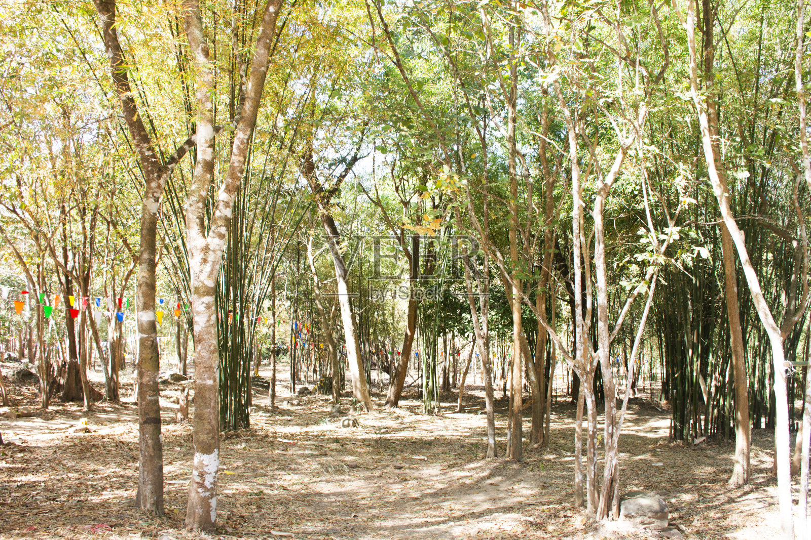 观赏景观森林树木和丛林竹子或竹藤植物在秋天季节的泰国人游客旅游参观休息放松在泰国华富里的Khao Phraya Doen Thong山照片摄影图片