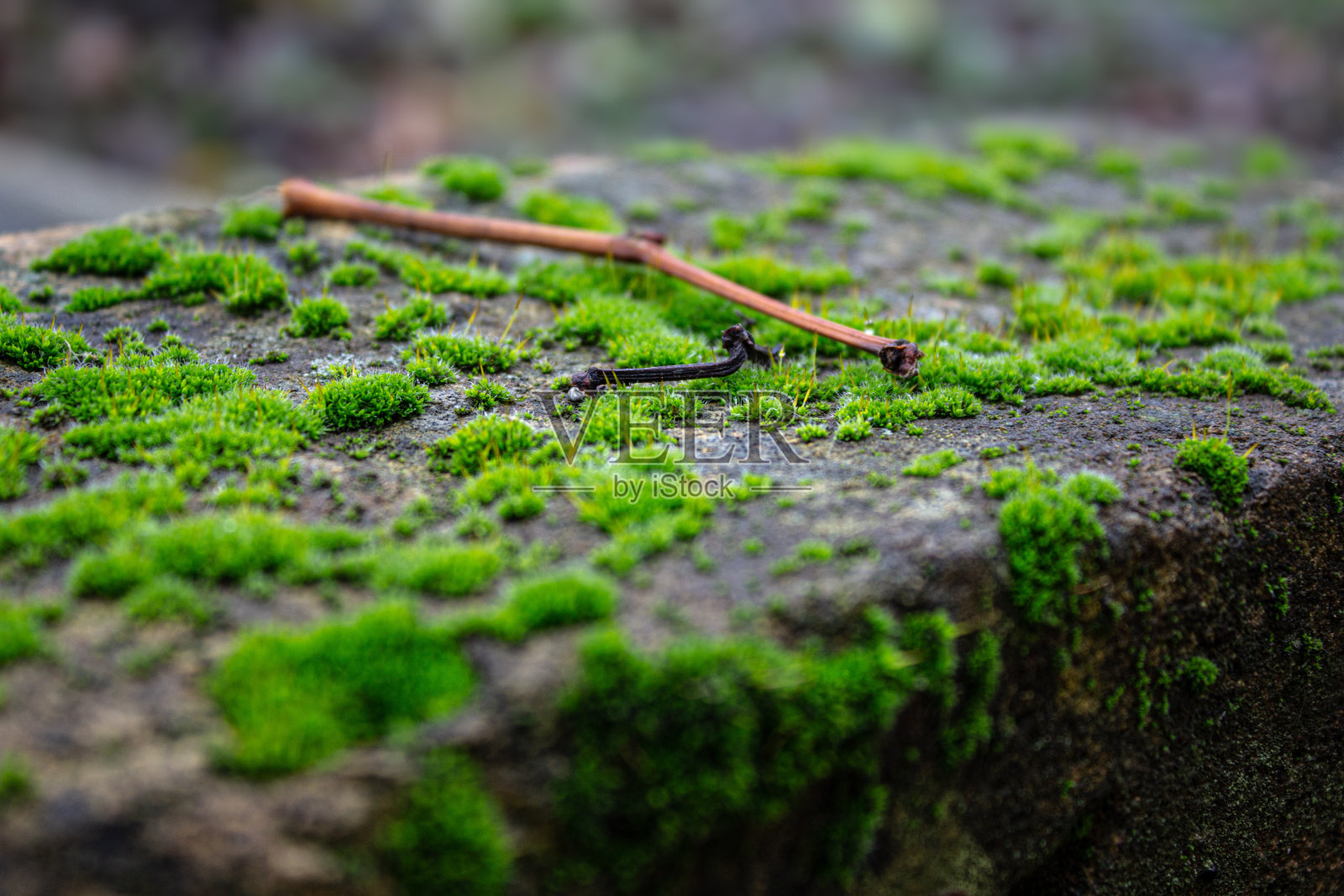 长满青苔的旧砖照片摄影图片