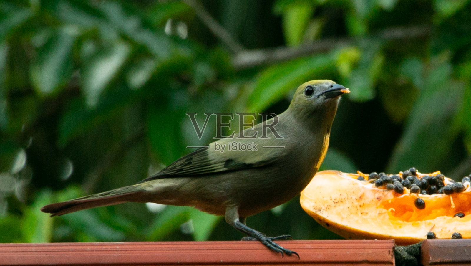 亚马逊河上的sanhap_oro鸟照片摄影图片