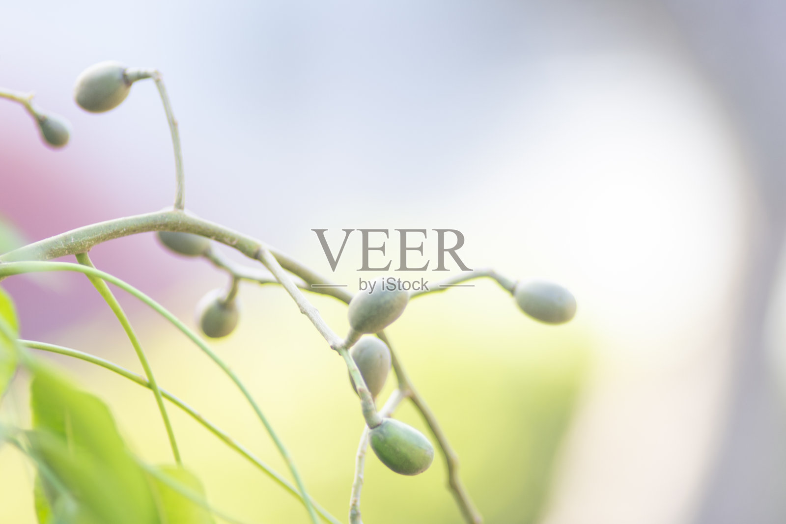 树上的一根小树枝(模糊)照片摄影图片