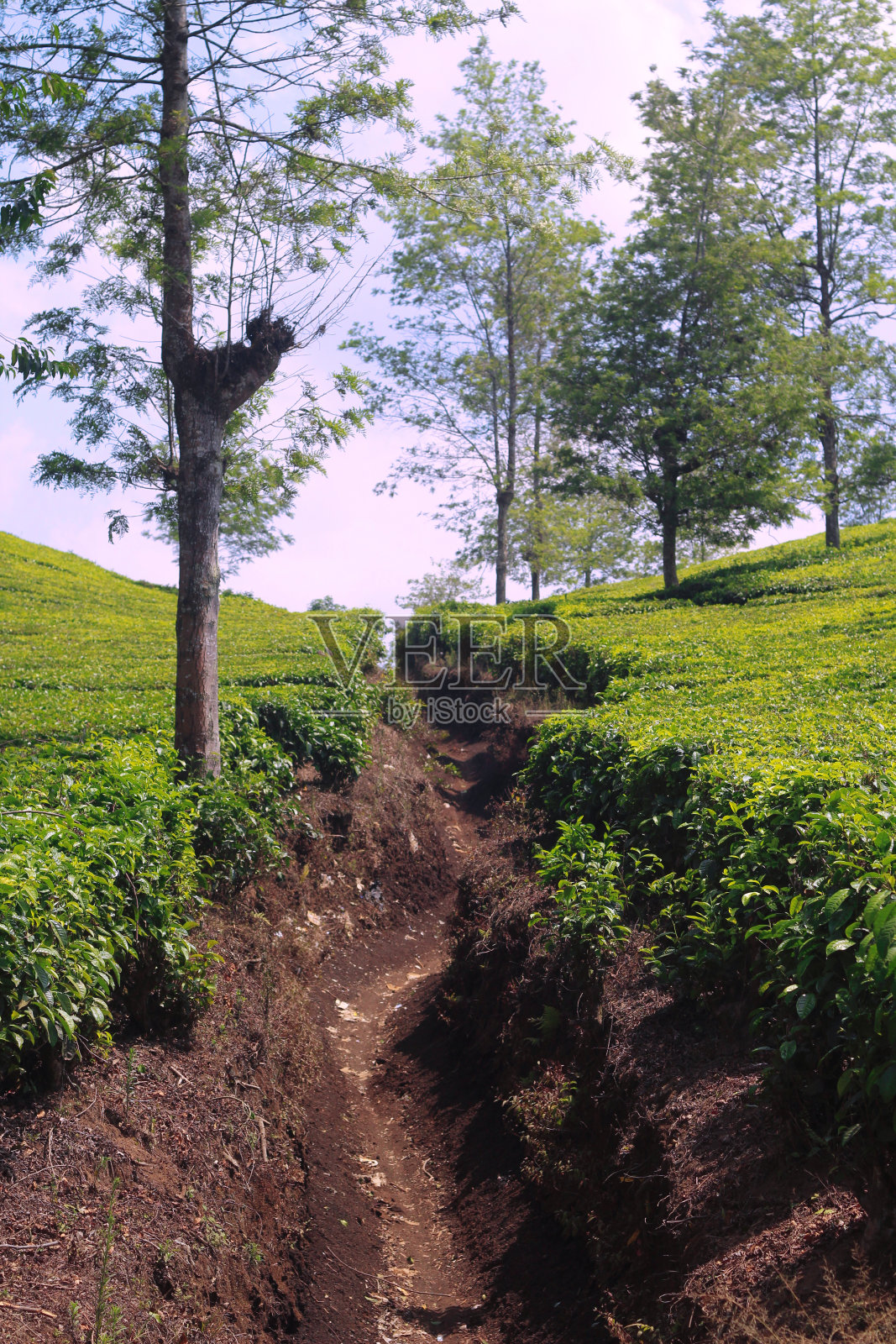 茶园水路照片摄影图片