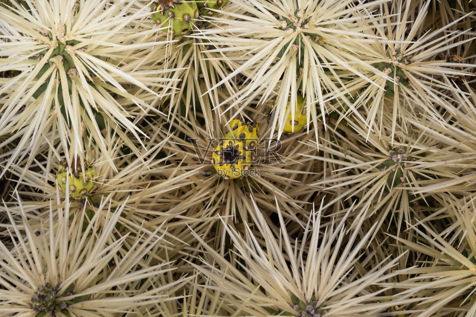 仙人掌花园,兰萨罗特岛照片摄影图片