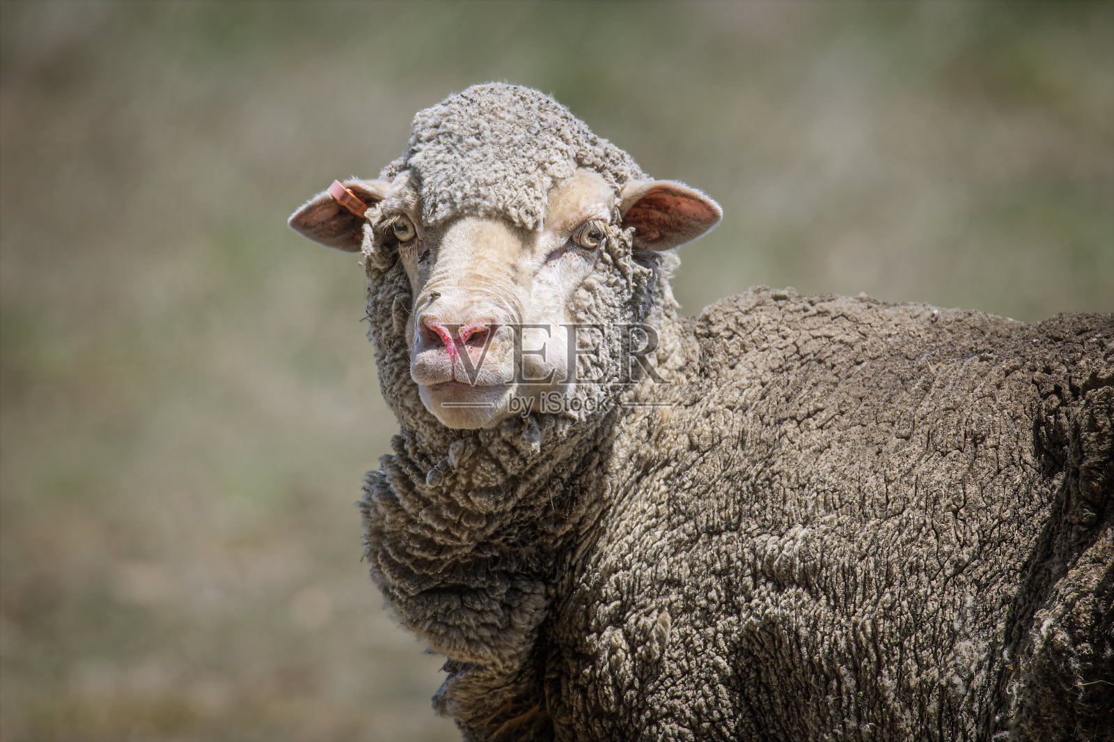 生病的美利奴羊在围场里照片摄影图片