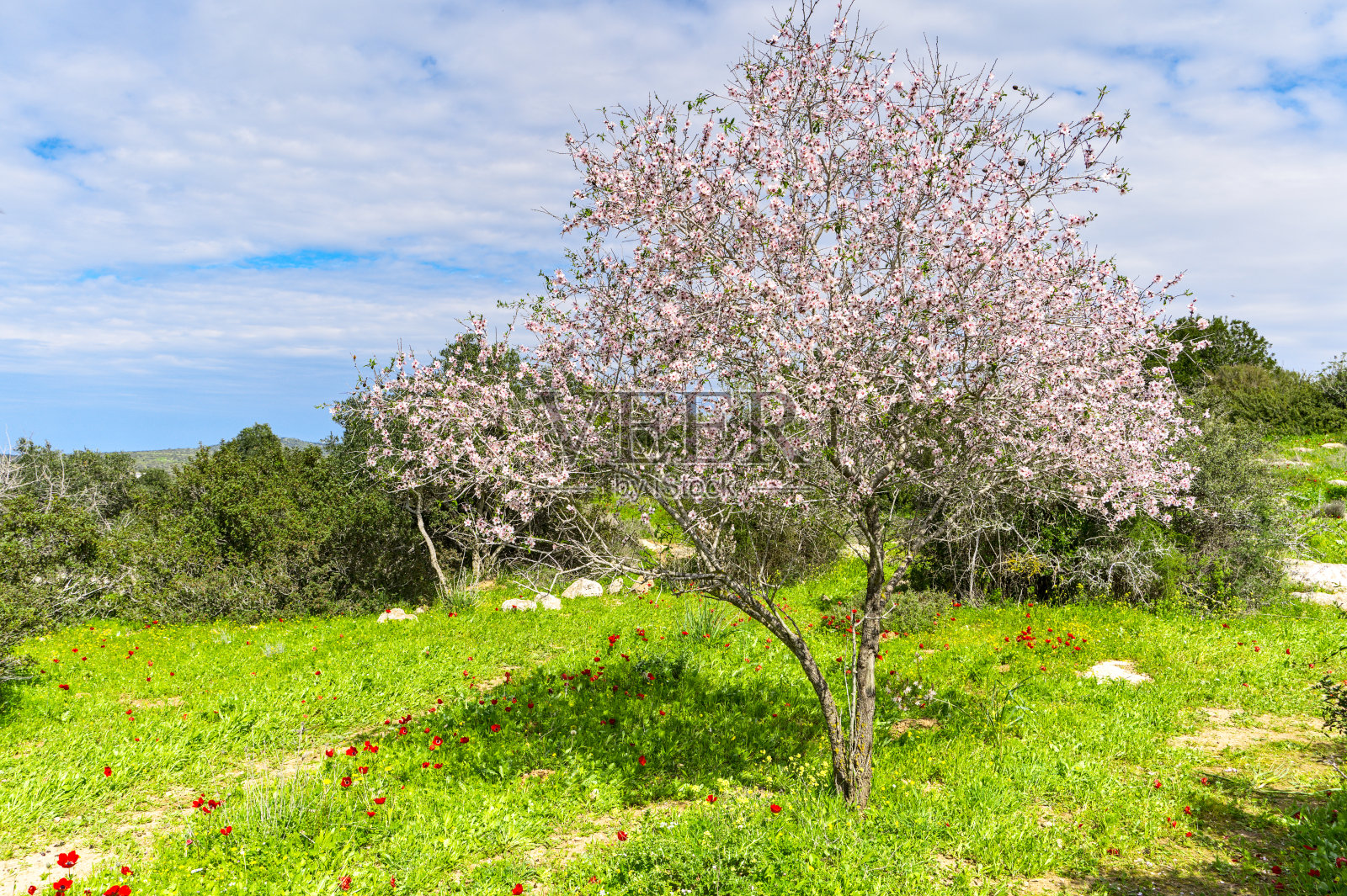 杏花和红色银莲花在绿草中绽放,远处是灌木丛和蓝天白云照片摄影图片