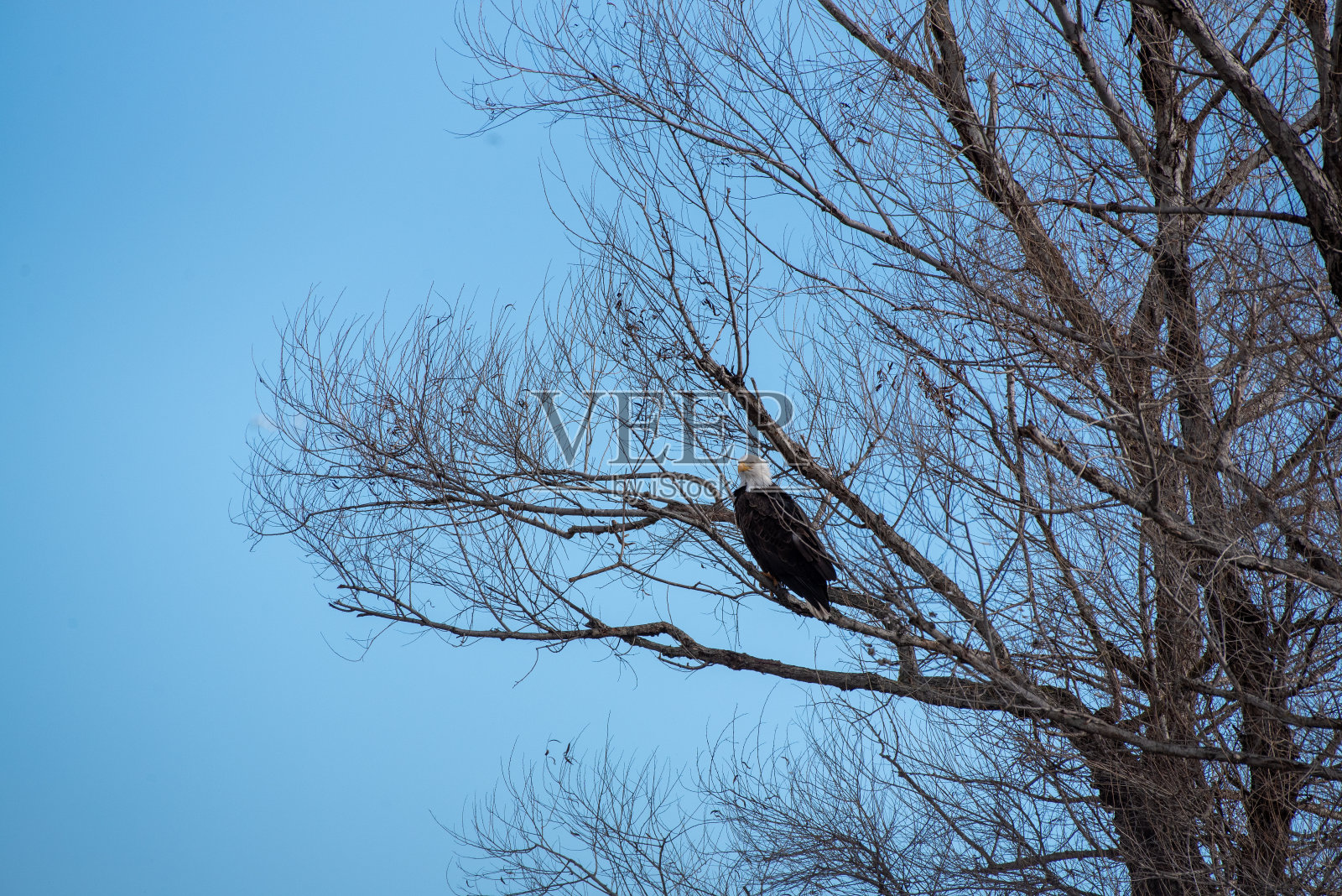 一只白头海雕栖息在一棵柳树上照片摄影图片