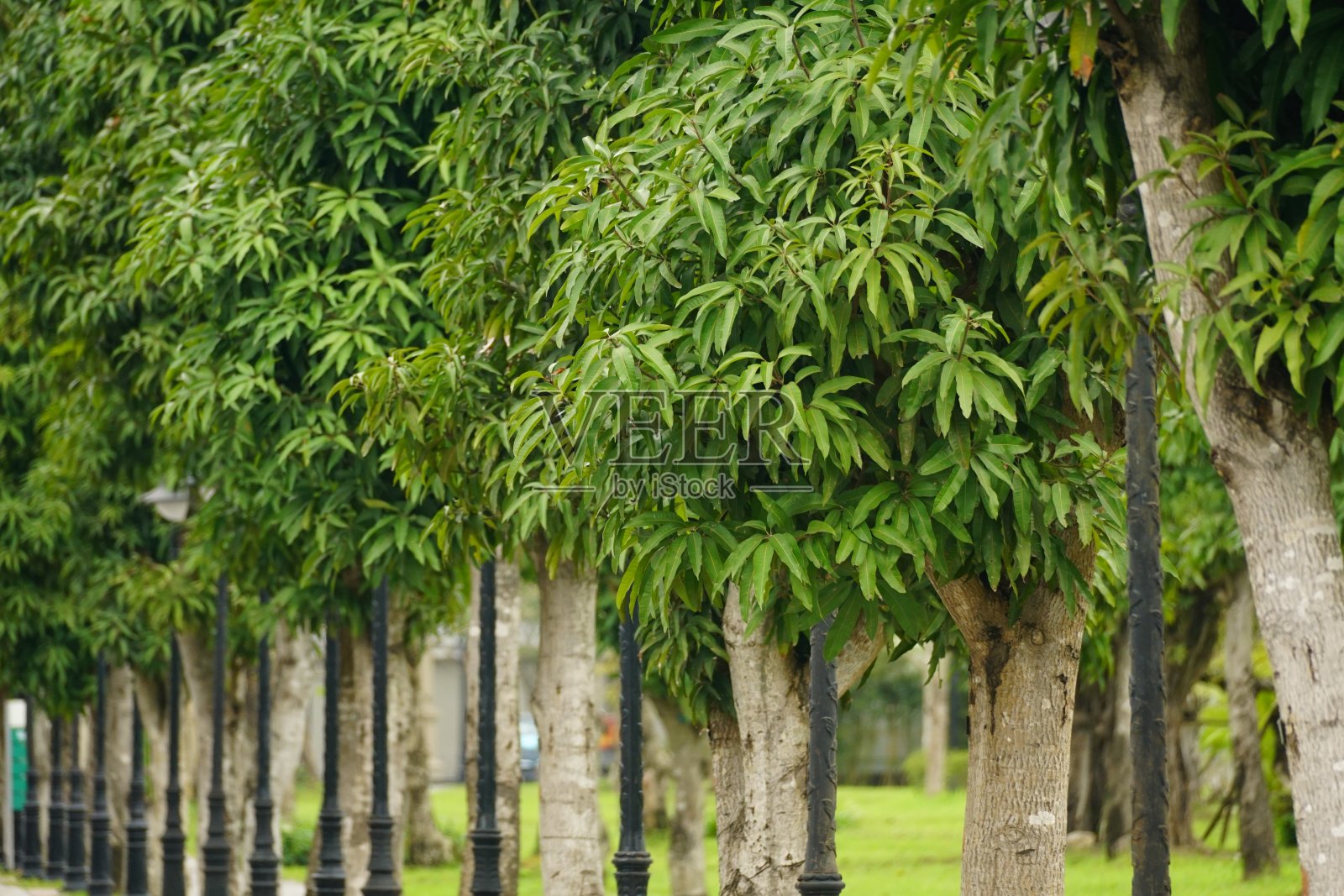 一排排的绿叶芒果树伸展在路边照片摄影图片