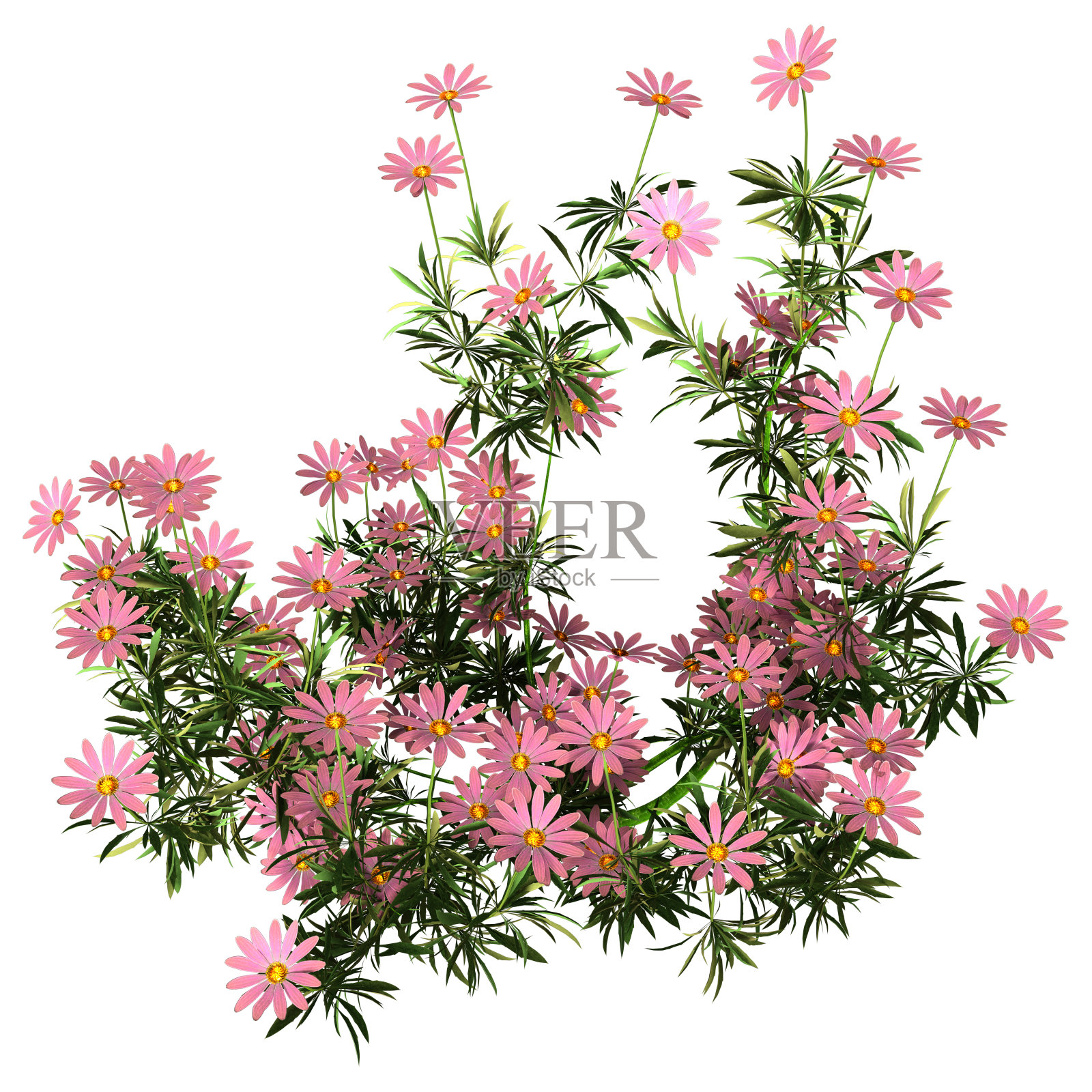 3D渲染骨精子雏菊花在白色照片摄影图片