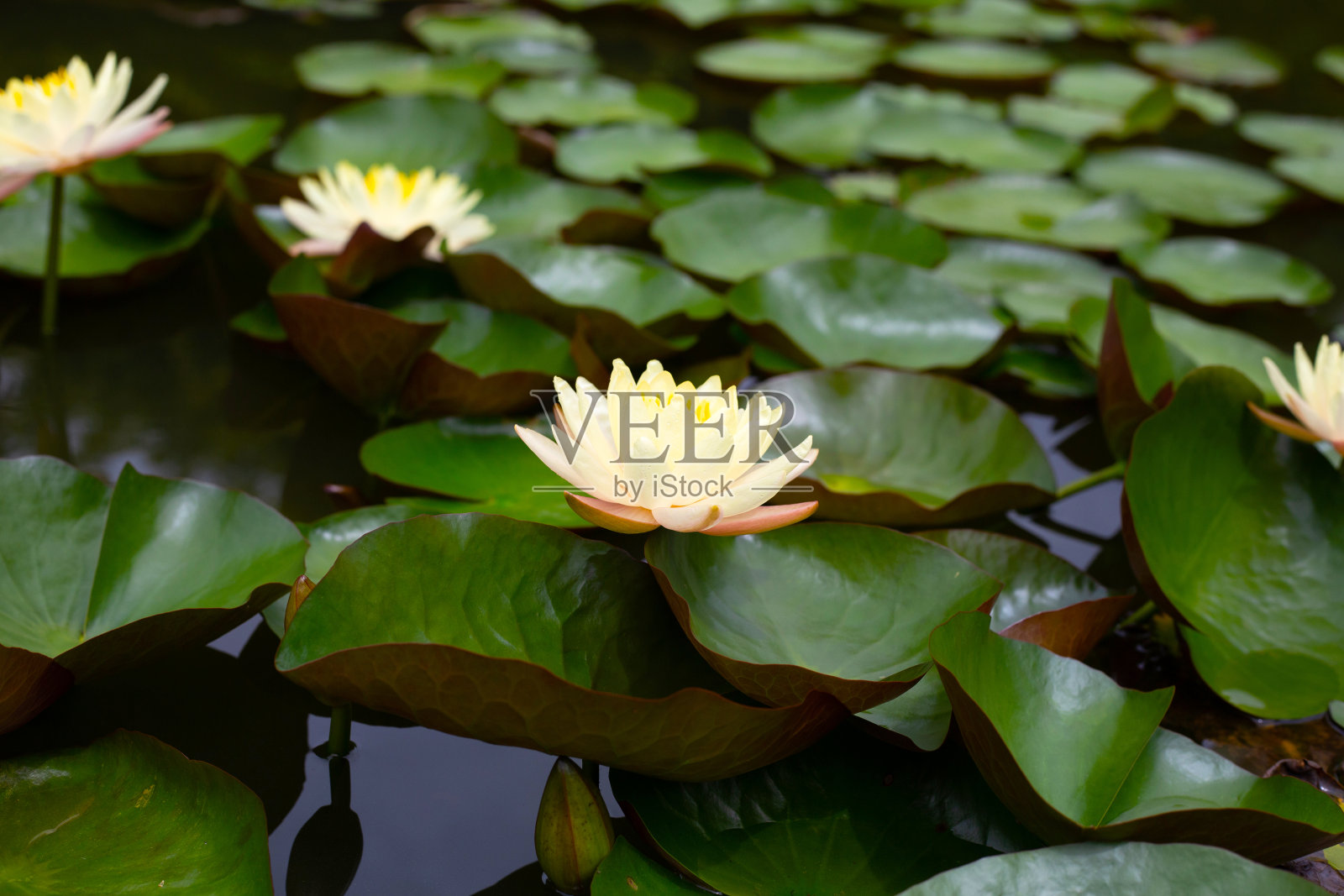 美丽的睡莲。荷花绿叶照片摄影图片