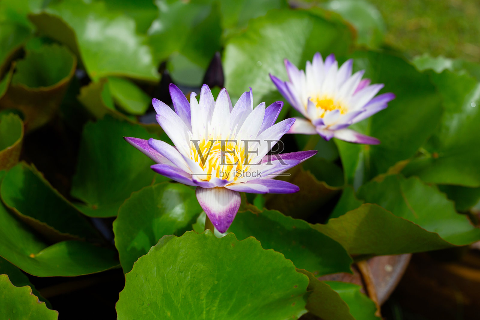 美丽的睡莲。荷花绿叶照片摄影图片