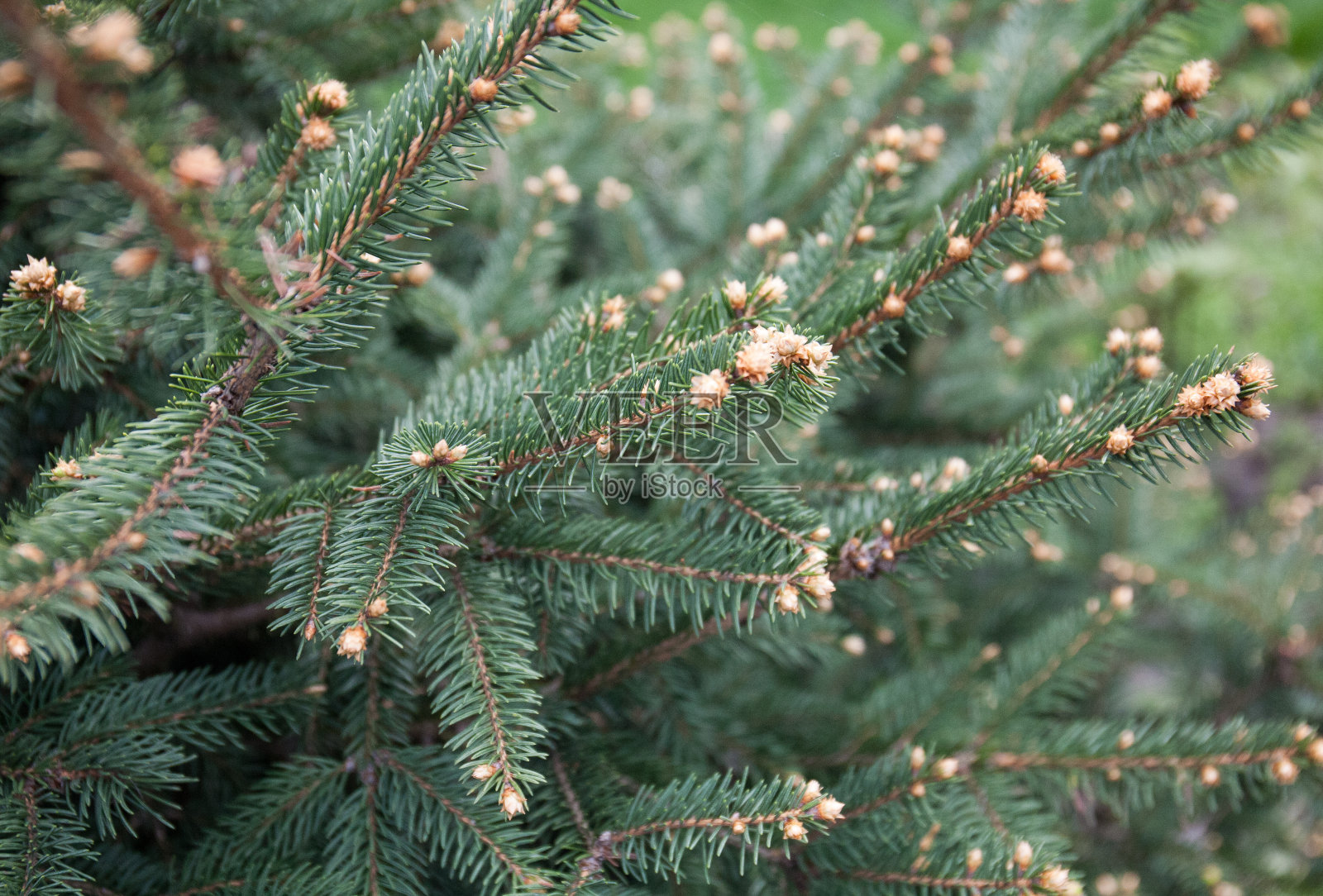 特写常绿冷杉枝盛开,自然之美照片摄影图片