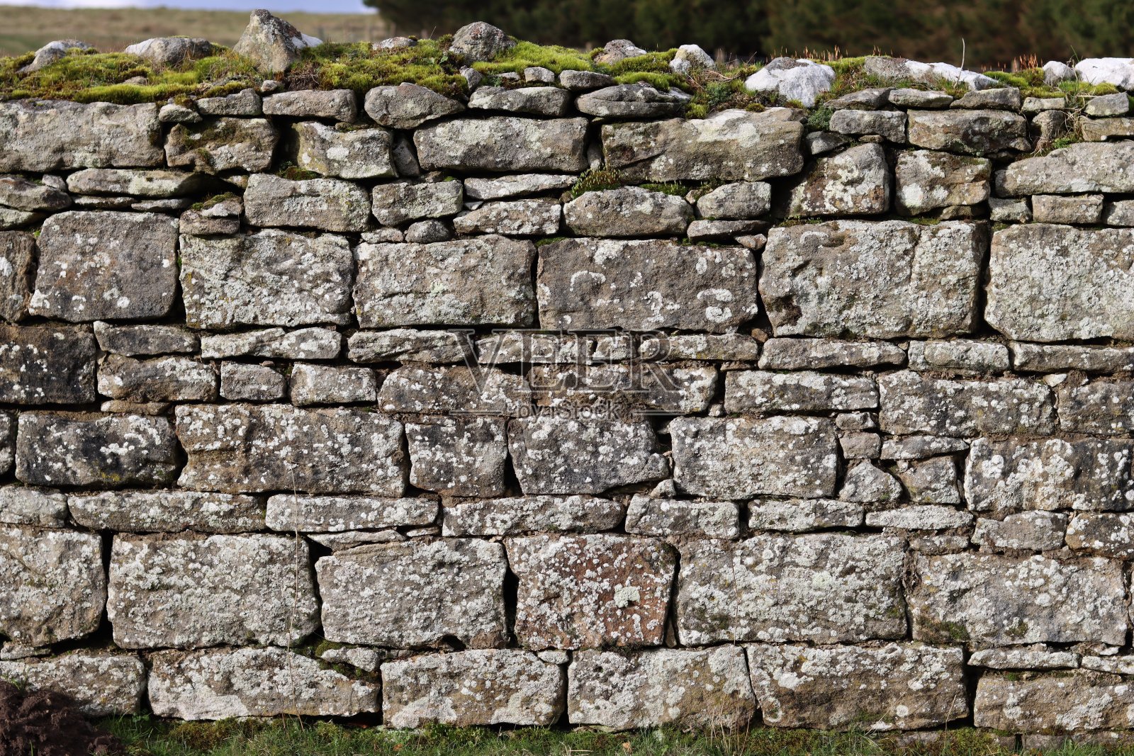 一段覆盖着白色地衣的干燥石墙特写照片摄影图片