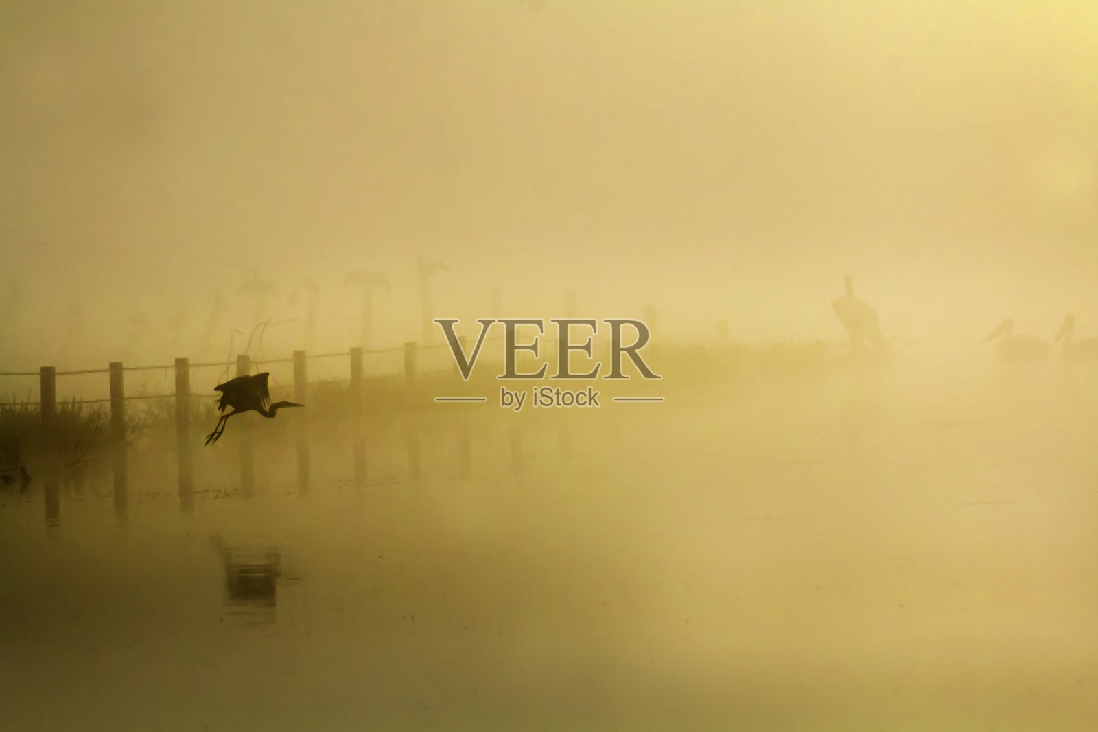 各种鸟类栖息在它们的栖息地照片摄影图片